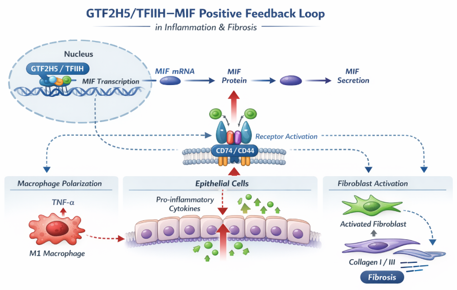 640-118 OpenAI绘图新模型GPT-Image-1.5:绘制精美科研机制图,无需复杂提示词!
